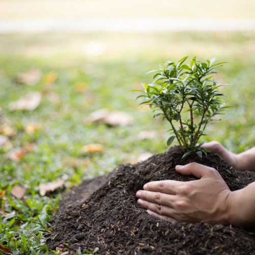 Tree Planting_website